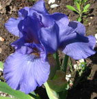 Iris - Vilkdalgis - Little Dream